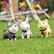 Cute Dog Plastic Piggy Bank Toy for Children BSCI ISO CE Certification
